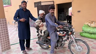 Diamond Ke Puppy Ka Kia Hua  Talha Ghouri Vlogs [upl. by Rici]