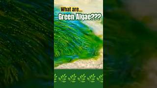 🌿 What are Green Algae What is Green Algae Green Algae Pronunciation greenalgae algae science [upl. by Nnoryt]