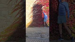 Virginia Creeper parthenocissus invasivespecies climbingplants gardening explore adventure [upl. by Kyd127]