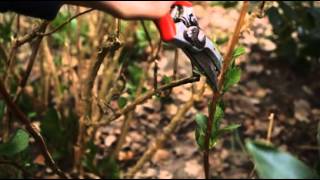 How to prune for beginners  Grow at Home  Royal Horticultural Society [upl. by Quirita]