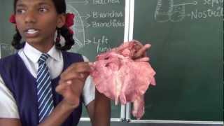 Human Respiration Part 2  Biology  How to teach respiration  Respiration demonstration live [upl. by Naehgem]