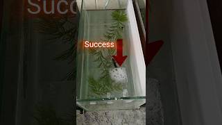 Betta breeding day one bettabreeding trending kolathurfish viralvideo [upl. by Corsiglia585]