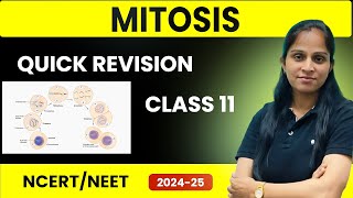 Mitosis Quick Revision  Class 11  NEET 202425 Preparation  Cell Cycle amp Cell Division [upl. by Leinehtan]