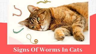 Signs Of Worms In Cats 😾Cat Worms Causes And Symptoms [upl. by Irrab983]