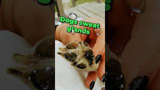 Dogs Sweat Glands [upl. by Ahsiele]