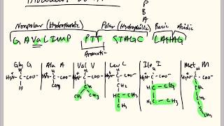 Memorize the 20 Amino Acids  Easiest Method [upl. by Ermina]