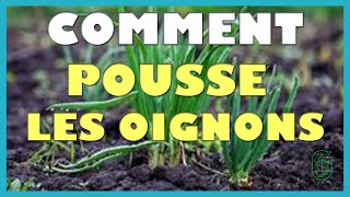 Comment pousse les oignons [upl. by Intruoc]