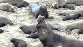 Elephant Seals Breeding Season [upl. by Calmas631]