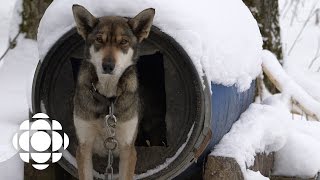 Sled Dogs Official Trailer  Documentary Specials  CBC [upl. by Eveiveneg]