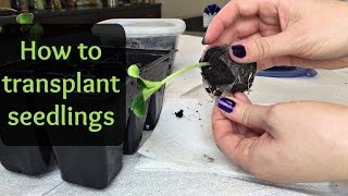 How to Transplant Seedlings [upl. by Adler796]