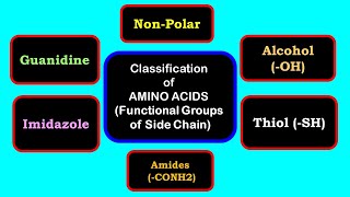 Classification of amino acids  Side chain having indole imidazole phenol thiol guanidine [upl. by Cissy11]