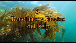 6 Beneficios y Efectos del Kelp [upl. by Asylem]