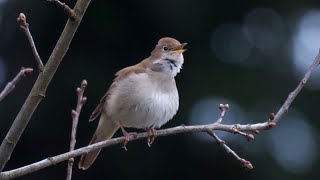 30 Minutes of Soothing Nightingale Song Natures Melody [upl. by Beller275]