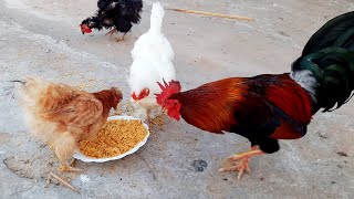 Homemade Food for Chickens  Homemade Food for Chicks  Birds and Animals Planet [upl. by Eenel]