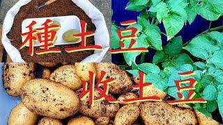 【種土豆】種植袋裏種馬鈴薯土豆，不開花收成怎麽樣？ 有CC字幕 [upl. by Eniowtna385]