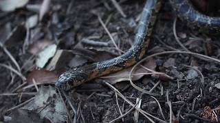 🐍 Culebra de Herradura Hemorrhois hippocrepis  La ágil cazadora 🐍 [upl. by Angelle31]