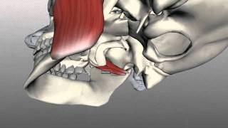 Muscles of Mastication  Anatomy Tutorial [upl. by Siraved]