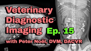 Report Pending Ep 15  Veterinary Diagnostic Imaging [upl. by Janerich]