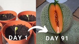 Try out this method to harvest muskmelon aka Cantaloupe in 91 days Rockmelon harvest [upl. by Laemsi]