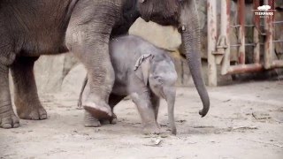 Baby Elefant Edgar  Tierpark Berlin [upl. by Chryste]