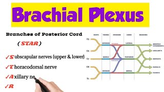 Brachial Plexus Anatomy [upl. by Alethia]