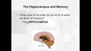 Chapter 12 learning and memory Types of amnesia [upl. by Artemla]