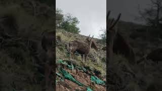 Huemul reserva aysenpatagonia patagoniachilena carreteraaustral [upl. by Ennaitsirk]