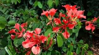 Red Orchid Tree  Bauhinia galpinii Seed Pods HD 05 [upl. by Nemzaj]