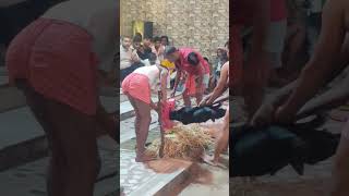 Kaka Ho ago Kali Mai Biya humra gaon काका हो एगो कली माई बीए हमरा गांव shortvideo bhojpuri [upl. by Aromas]