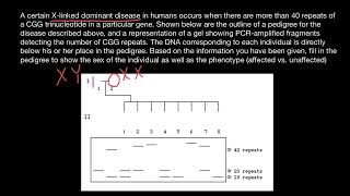 DNA Polymerase slippage [upl. by Rubina]