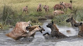 Lion vs Wild Dogs Fight To Death [upl. by Blas]