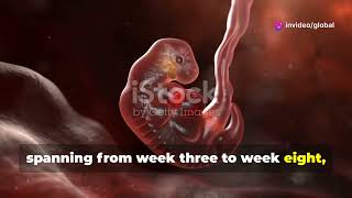 MY 3D JOURNEY from Fertilization to Childbirth REVEALED [upl. by Larrabee]