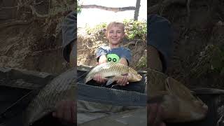 Największy Karaś  shorts shortvideo karpiowanie karp fishing angler wędkowanie wędkarstwo [upl. by Damle]