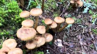 เห็ดขอนสน Honumgsskivlingar🇸🇪 Armillaria Mellea [upl. by Merci]