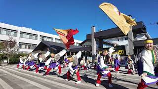 【４K】どーんとCoco de 踊らん会★小田原えっさホイおどり紅白対抗演舞祭にぎわい広場20241201DJIPocket3 [upl. by Melmon]