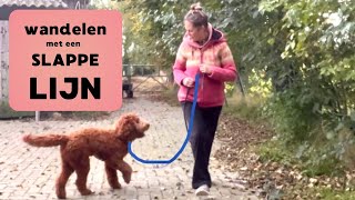 Trekken aan de lijn voorkomen bij het wandelen met de hond [upl. by Alyar]