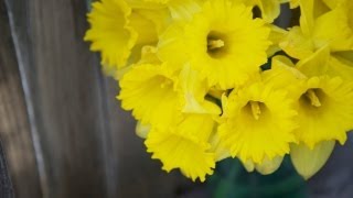 How To Care For Cut Daffodils [upl. by Llevra600]