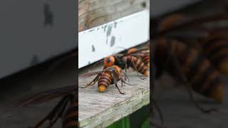 Giant Hornet Fails to Catch Bee and Awkwardly Bumps Into Another Giant Hornet [upl. by Port]