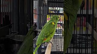 BlueFronted Amazon Parrot at Haaris Pet Centre in Hainault  South American Parrots [upl. by Stromberg]