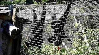 Siamang gibbons Iwani and Kera hooting in the rainforest [upl. by Hanoj]