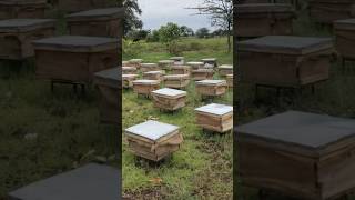 मधमाशी पालन  निसर्गाचे संरक्षण आणि आर्थिक लाभ यांचा संगम  🐝 🍯 💰 🌳 honeybee beekeeping honey [upl. by Gow929]