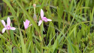 朱鷺草（トキソウ）を見に行って来ました。（Pogonia japonica） [upl. by Isle]