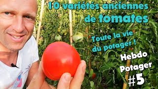 HEBDO POTAGER  5  Tomates et  encore [upl. by Terris]