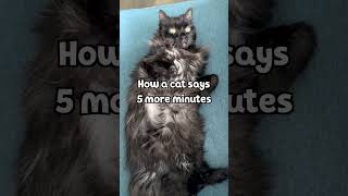 How a Cat Says 5 More Minutes [upl. by Slemmer]