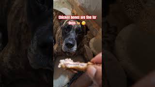 DOGS CAN EAT COOKED CHICKEN BONES 🐔 presacanario DOGS SHORTS LOVE dogsofyoutube dogbreed [upl. by Theresita]