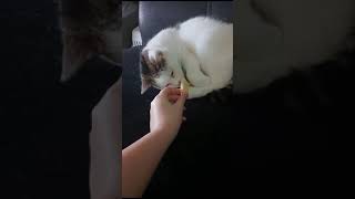 Sleeping cat wakes up when it smells cheese [upl. by Jonny596]