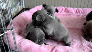 Blue French Bulldog Puppies [upl. by Einhpad]