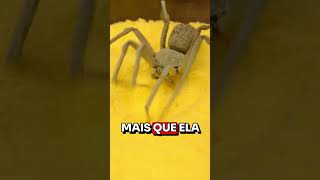 ESSA ARANHA DÁ MEDO [upl. by Ellerehs376]