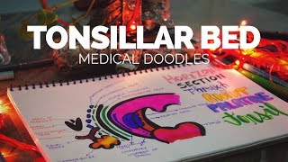 Tonsillar bed  Anatomical Doodling 2017 [upl. by Bocaj]