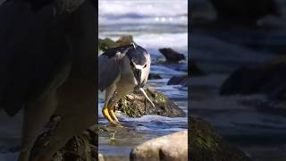 The Heron on the Hunt heron nature birds [upl. by Villada]